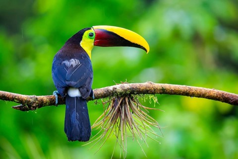 Golden-throated Toucan (Ramphastos ambiguus), Toucans (Ramphastidae), Laguna del Lagarto Lodge,
