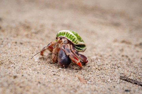Caribbean hermit crab (Coenobita clypeatus), in the sand on the beach, Parque Nacional Cahuita,