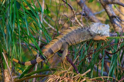 Common green iguana (Iguana iguana), Wakodahatchee Wetlands, Delray Beach, Florida, USA, North