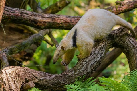 A southern tamandua (Tamandua tetradactyla), climbs in a tree in a forest