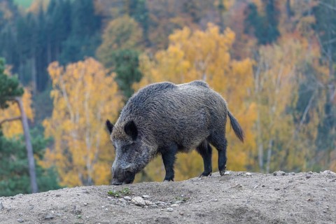 One wild boar or wild pig (Sus scrofa), walking over an opening in early morning light, searching
