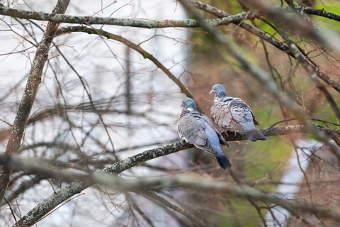 2 wood pigeons (Columba palumbus) sitting on a tree, pair, Coswig, Saxony, Germany, Europe