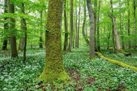 Near-natural deciduous forest with flowering wild garlic (Allium ursinum), tree and deadwood