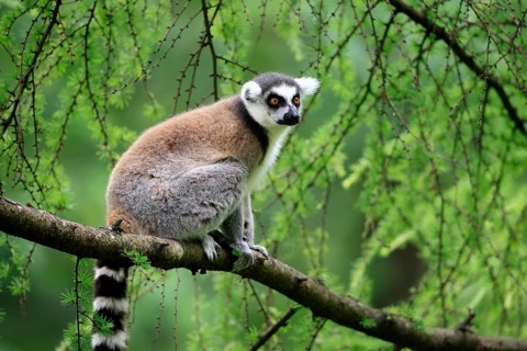 Catta (Lemur catta) adult, sitting on tree, Magaskar