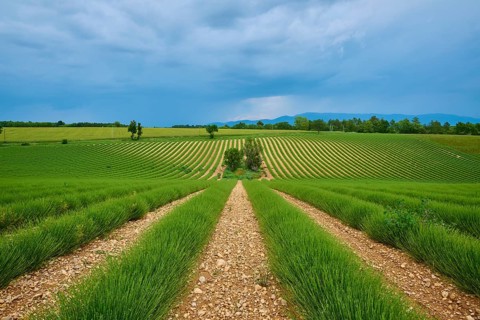 Extensive lavender field (Lavandula), scattered trees, mountains in the background, overcast sky,