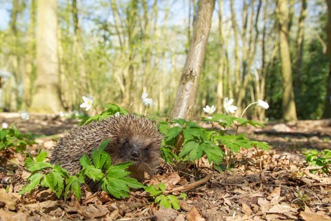 European hedgehog (Erinaceus europaeus) adult animal in a woodland in spring, England, United