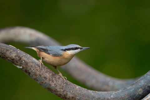 Eurasian nuthatch (Sitta europaea) adult bird on a garden wheelbarrow, England, United Kingdom,