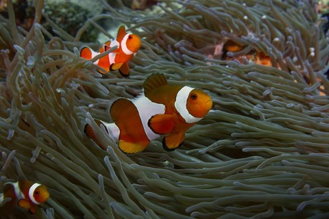Three Ocellaris Clownfish (Amphiprion ocellaris) cavorting between the dense tentacles of a sea