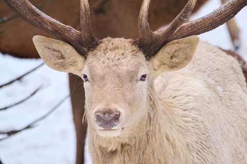 Red deer (Cervus elaphus) albino stag portrait in a forest in winter, snow, Bavaria, Germany,