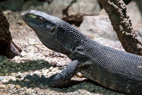 Papuan dragon (Varanus salvadorii), captive, Germany, Europe