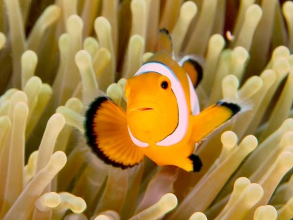 Portrait of Ocellaris Clownfish (Amphiprion ocellaris), Nemo, in bright colours in front of a