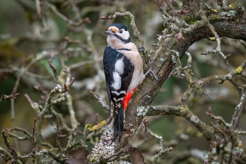 Great spotted woodpecker (Dendrocopos major) on an old pear tree with moss-covered branches,