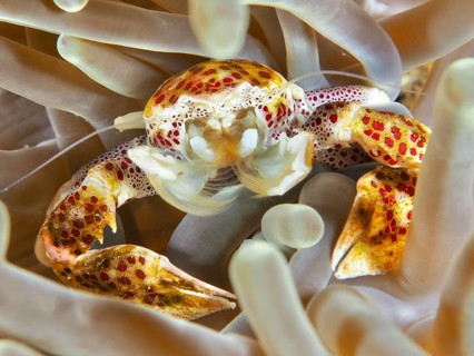 Lively porcelain crab, spotted porcelain crab (Neopetrolisthes maculatus), hidden in a sea anemone,