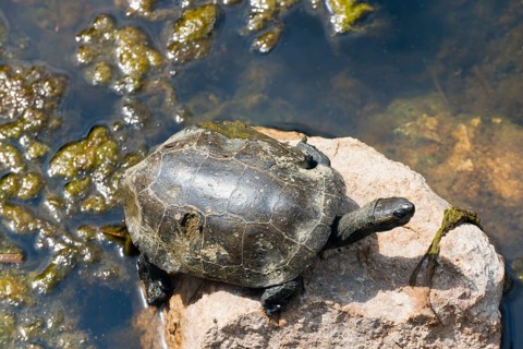 A turtle sunbathing on a rock in a body of water, turtle, Toroni, Torone, Sithonia, Chalkidiki,