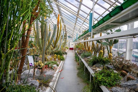Botanical Garden, greenhouse with cacti and succulents, Zurich Succulent Collection, Switzerland,