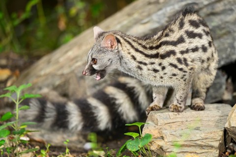 Common genet (Genetta genetta), wildlife in a forest, Montseny National Park, Catalonia, Spain,