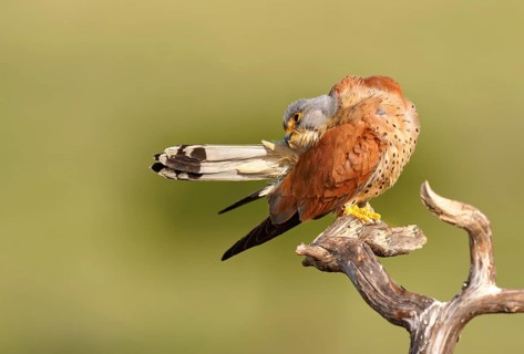 Male lesser kestrel (Falco naumanni), grooming, dry branch, Extremadura, Spain, Europe