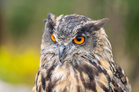 Portrait of an Eurasian eagle-owl (Bubo bubo), captive, Pyrenees, Catalonia, Spain, Europe