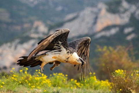 Bearded Vulture (Gypaetus barbatus) adult bird in flight with mountains in the backround, Pyrenees,