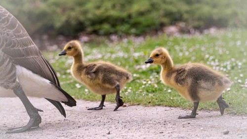Canada goose chicks (Branta canadensis) two crossing a gravel path, adult goose in front, only rump