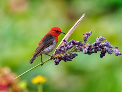 Sulawesi honeyeater (Myzomela chloroptera) red small bird on flower umbels, Sulawesi, Indonesia,