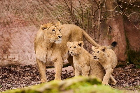 Asiatic lion (Panthera leo persica) female (mother) with his cubs, captive