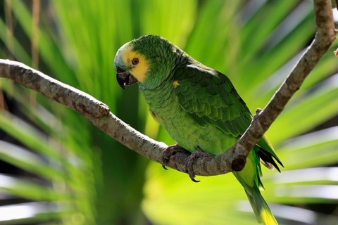 Yellow-headed Amazon (Amazona oratrix), adult, on wait, on tree, Central America, Central America