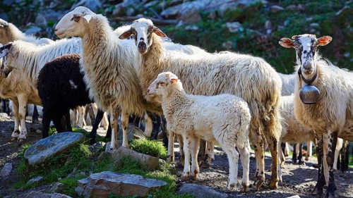 Flock of sheep with lamb on rocky pastureland, sheep (e) or goat (n), ovis, caprae, Crete, Greek