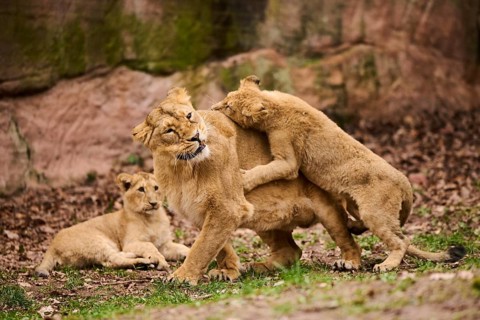 Asiatic lion (Panthera leo persica) female (mother) with her cubs, captive