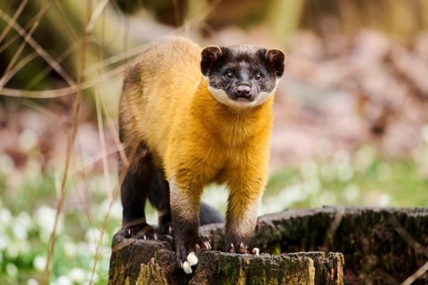 Yellow-throated marten (Martes flavigula) on an old tree trunk, Germany, Europe