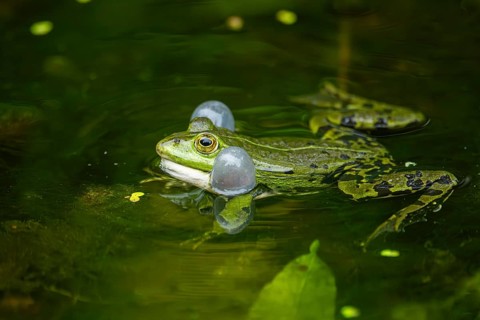 Edible frog (Pelophylax esculentus) in a little lake in the water, Bavaria, Germany, Europe