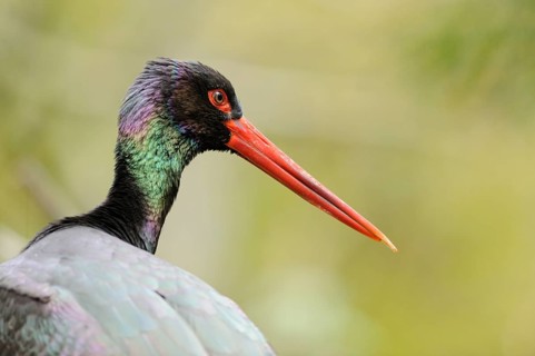 Portrait of a black stork with red beak and colourful neck against a green background, black stork