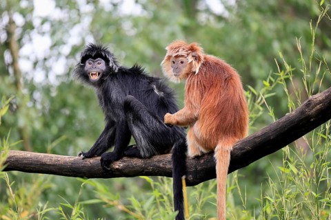 Javan lutung (Trachypithecus auratus), adult, sitting, two Javan lutung, social behaviour, on tree,