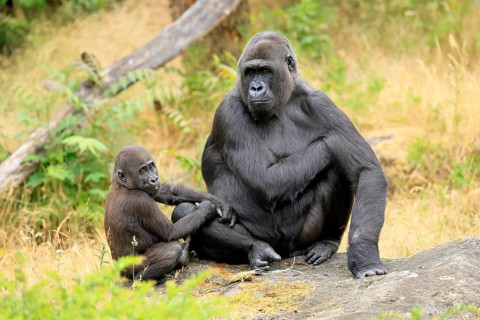 Western gorilla (Gorilla gorilla), adult, female, with young, sitting, on ground