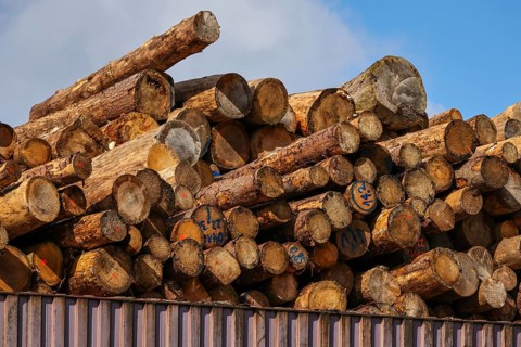 Duisburg, North Rhine-Westphalia, Germany, timber yard, logs stored for export in the Port of