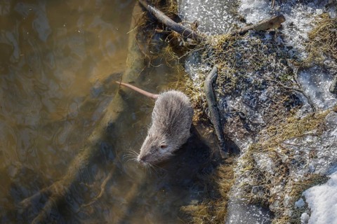 Hamm, North Rhine-Westphalia, Germany - Muskrat on the banks of the river Lippe, ice and snow on