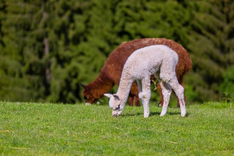 One brown female Alpaca (Vicugna pacos) stands with her young on a fresh green meadow . A green