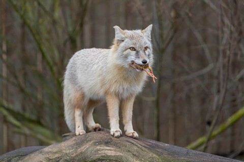 One corsac fox (Vulpes corsac) standing on a log with a chicken in his mouth