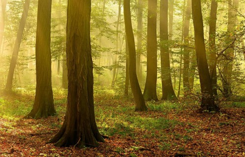 Morning atmosphere in the deciduous forest, sunbeams break through morning fog, Freyburg (Unstrut),