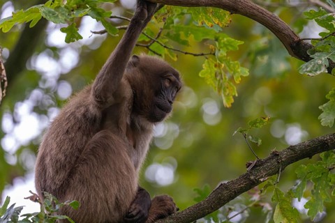 One female Gelada (Theropithecus gelada), or bleeding-heart monkey sitting high up in a tree