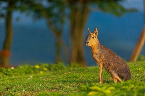 One Patagonian mara (Dolichotis patagonum) stands on a meadow in early morning light