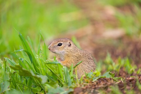 An adult European ground squirrel (Spermophilus citellus) or European souslik stands tall in a