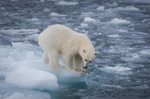 Polar bear (Ursus maritimus) on the pack ice at 82 degrees north, Spitsbergen Island, Svalbard and