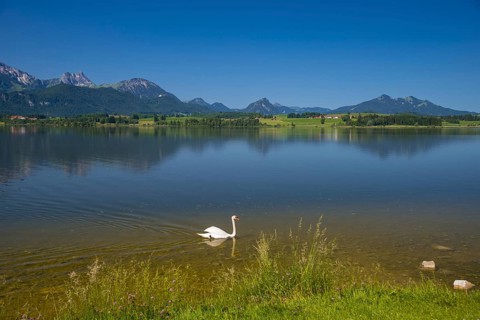 Hoeckerschwan (Cygnus olor), male adult bird swimming, Hopfensee, near Fuessen, Ostallgaeu,
