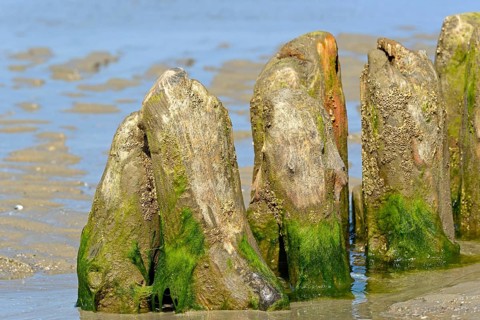 Old wooden groynes covered with algae and barnacles (Balanidae) on a sandy beach at low tide, North