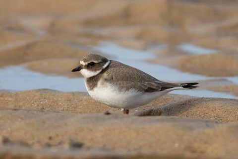 Ringed plover (Charadrius hiaticula) juvenile wading bird on a beach, Norfolk, England, United