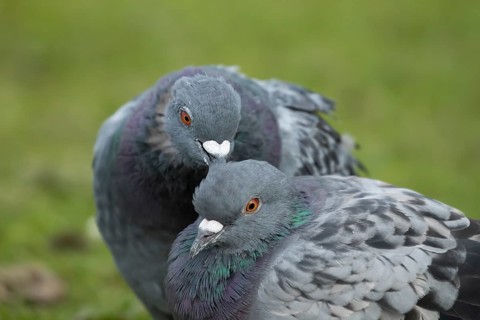 Feral pigeon (Columba livia domestica) two adult dove birds performing their courtship love