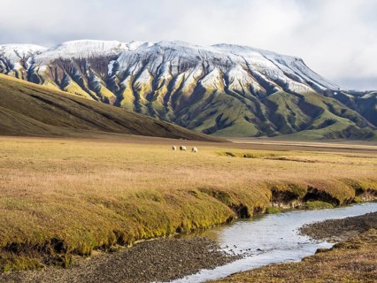 Sheep grazing in the open landscape, early snow on mountain range, along road Landmannaleid F225,