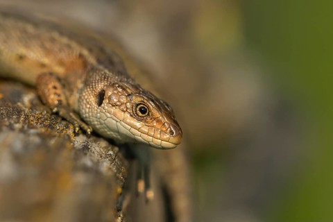Common lizard (Zootoca vivipara) adult reptile basking on a wooden sleeper, England, United