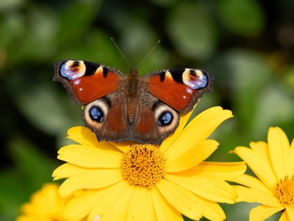 Peacock butterfly (Inachis Nymphalis io) on a flower of the sun-eye (Heliopsis), North
